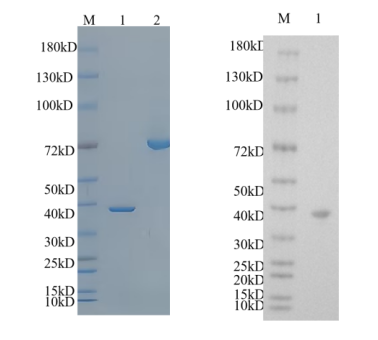 Reducing 4%-20% SDS-PAGE (CBB stained) and WB (Anti-His Mouse Monoclonal antibody) analysis profiles of purified MAP_2191.
1. MAP_2191: 1 μg
2. BSA: 1 μg